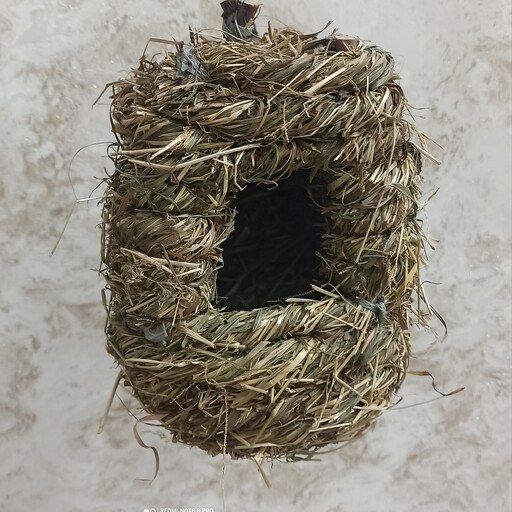 لانه طبیعی بزرگ